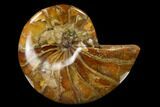 Polished Fossil Nautiloid (Cymatoceras) - Madagascar #133192-1